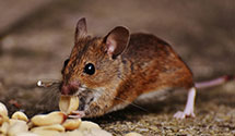 24 Hour & Emergency Exterminators in California Water Service, CA